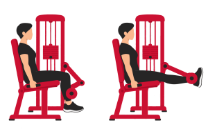 Leg extension: start and end positions
