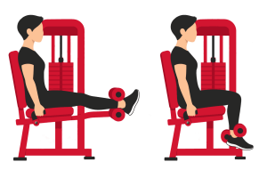 Seated leg curl: start and end positions